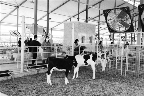 奥克斯种业推动实现优质高效的奶牛生产养殖